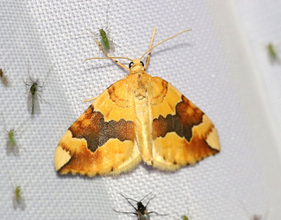 Citrongul fältmätare Cidaria fulvata