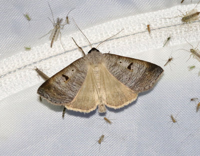 Helflckat vickerfly  Lygephila pastinum