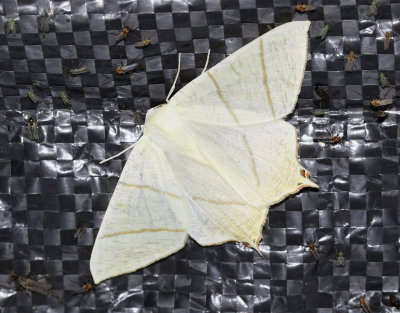 Svansmätare Ourapteryx sambucaria