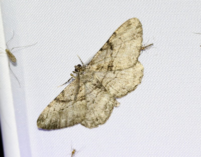 Fruktträdslavmätare Peribatodes rhomboidaria