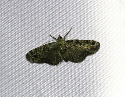 Grön malmätare Pasiphila rectangulata