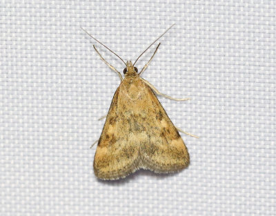 Grobladsljusmott  Pyrausta despicata
