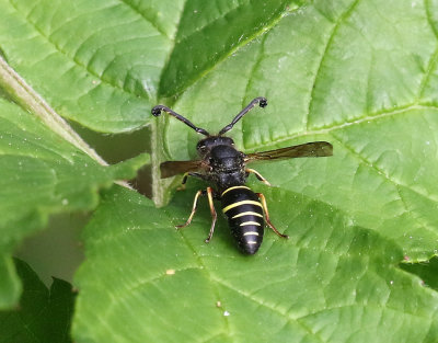 Mrk lergeting  Odynerus spinipes