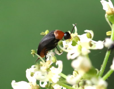 Rdbukad gaddbagge  Mordellochroa abdominalis