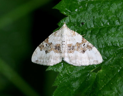 Backfältmätare Xanthorhoe montanata