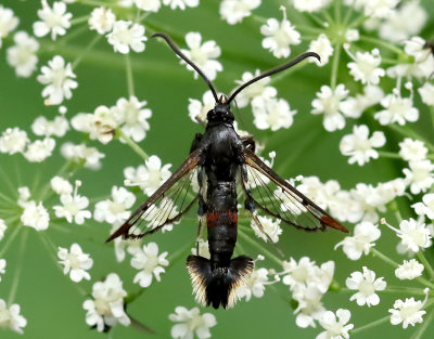 Myrlik glasvinge  Synanthedon formicaeformis