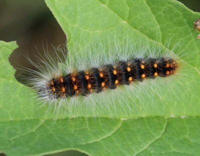 Grtt aftonfly  Acronicta auricoma