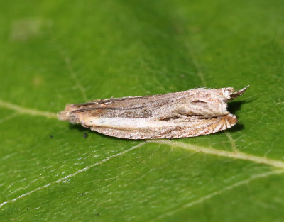 Lngsikelvecklare  Ancylis apicella