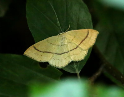 Bokgördelmätare Cyclophora linearia
