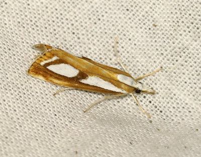 Bandat/Sydligt silvergrsmott  Catoptria osthelderi/permutatella