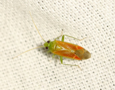 Dichrooscytus rufipennis