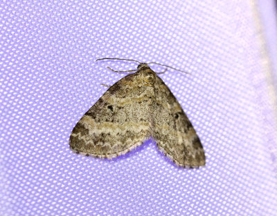 Långflikad lobmätare Pterapherapteryx sexalata