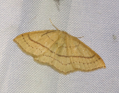 Bokgördelmätare Cyclophora linearia