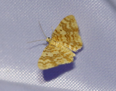 Ockragul älvmätare Hydrelia flammeolaria