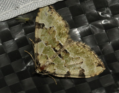 Gräsgrön fältmätare Colostygia pectinataria