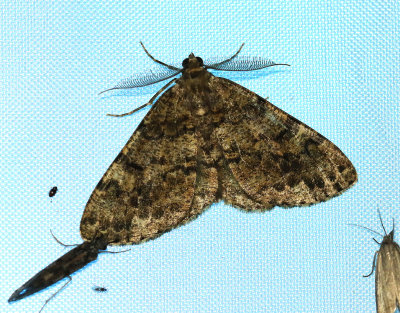 Barrskogslavmätare Deileptenia ribeata