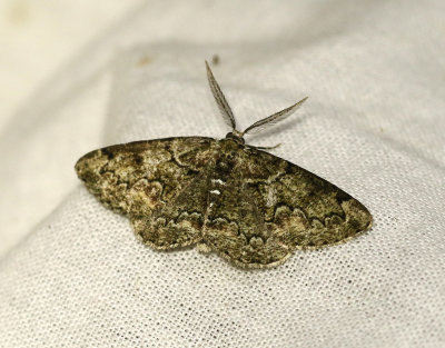 Grönaktig lavmätare Cleorodes lichenaria