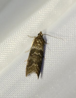 Bjrkbladsmott  Ortholepis betulae