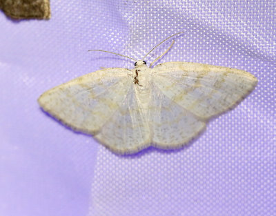 Gulvit streckmätare Cabera exanthemata