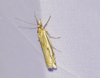 Tandgrsmott  Crambus pratellus