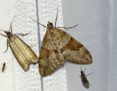 Violettgrå fältmätare Thera obeliscata