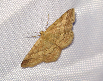Brun lövmätare Idaea serpentata