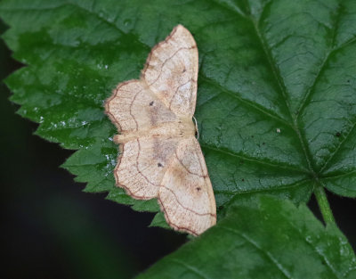 Naggad lövmätare Idaea emarginata