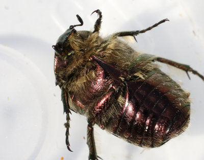 Grsgrn guldbagge  Cetonia aurata