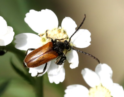 Sidenblombock  Pseudovadonia livida