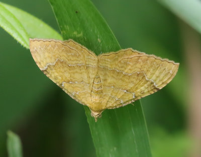 Gulvingad fältmätare Camptogramma bilineata
