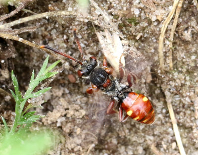 Vddgkbi  Nomada armata