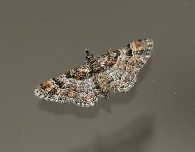 Tvåsporrig malmätare Gymnoscelis rufifasciata