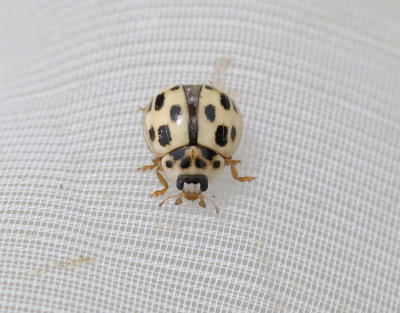 Schackbrädspiga Propylea quatuordecimpunctata