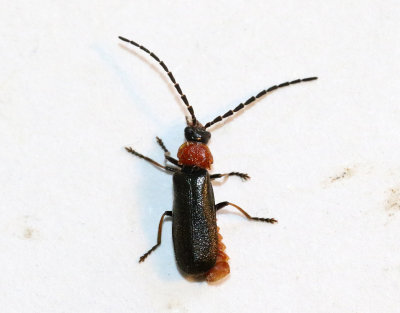 Crudosilis ruficollis