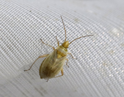 Amblytylus nasutus