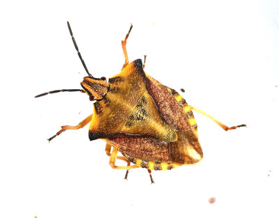 Bred bärfis Carpocoris fuscispinus