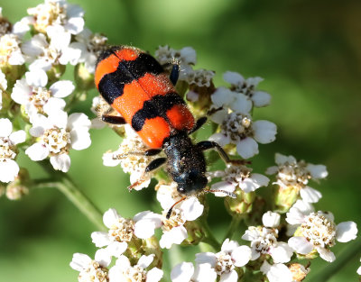 Bilejon  Trichodes apiarius