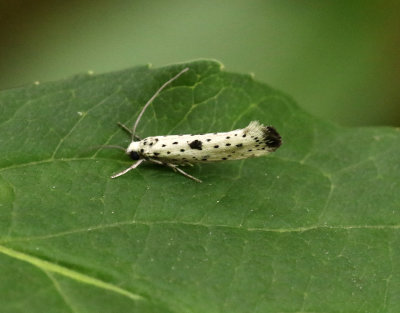 Punktspinnmal   Yponomeuta plumbellus