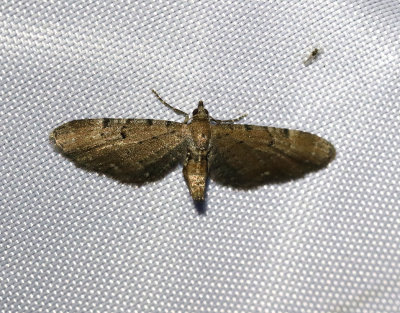 Absintmalmätare Eupithecia absinthiata