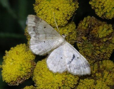 Tofsfotad lövmätare Idaea biselata