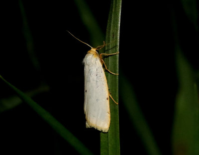 Vit borstspinnare Cybosia mesomella