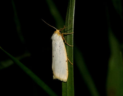 Vit borstspinnare  Cybosia mesomella