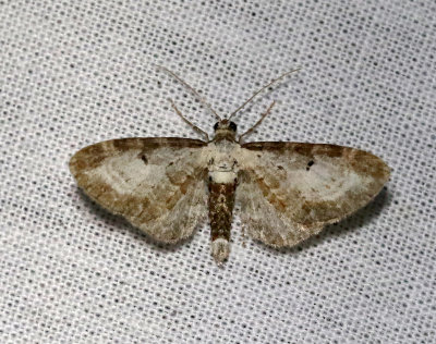 Gråbomalmätare Eupithecia succenturiata