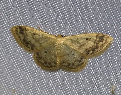 Tofsfotad lövmätare Idaea biselata