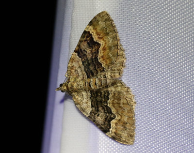 Fyrbandad fältmätare Xanthorhoe quadrifasiata