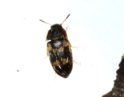  Vedsvampbaggar   Mycetophagidae