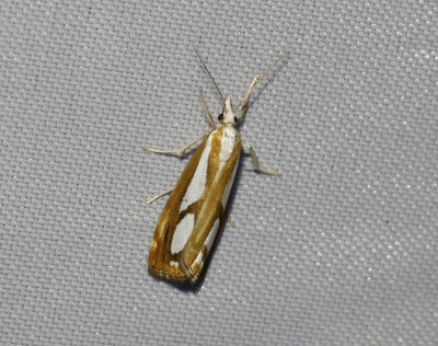 Sydligt silvergrsmott/bandat silvergrsmott   Catoptria osthelderi/permutatella