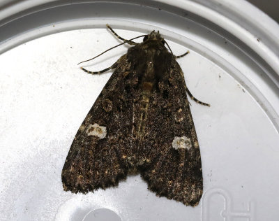 Vitflckigt lundfly  Melanchra persicariae