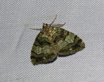 Vattrad fältmätare Hydriomena furcata