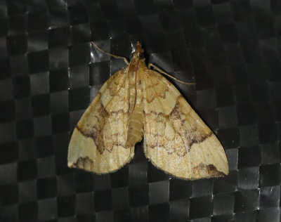 Blåbärsparkmätare Eulithis populata